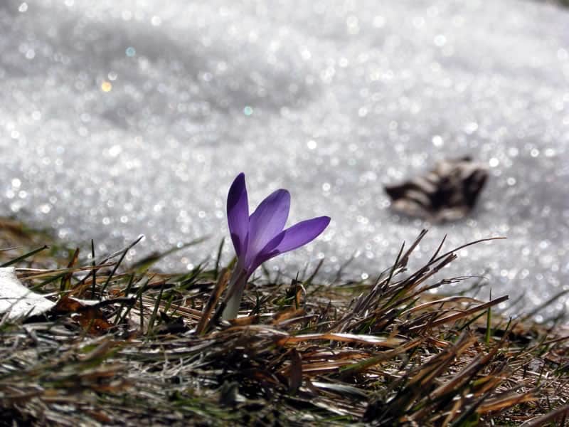 Crocus with snow melting